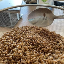Spoon moisture test