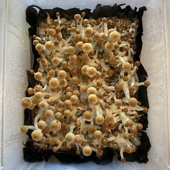First mushroom tub top view