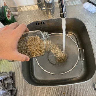 Dumping grains into colander with water