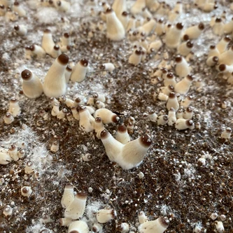 Dozens of larger pins