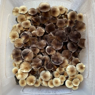 Second mushroom tub top view